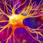 6 Règles Pour Stimuler La Production De Nouveaux Neurones 6 Règles Pour Stimuler La Production De Nouveaux Neurones