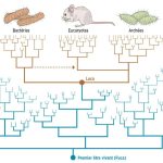 Luca, l’ancêtre de tous les êtres vivants Luca, l'ancêtre de tous les êtres vivants
