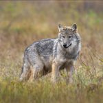 La Finlande Va Réautoriser la Chasse au Loup en 2026 La Finlande Va Réautoriser la Chasse au Loup en 2026