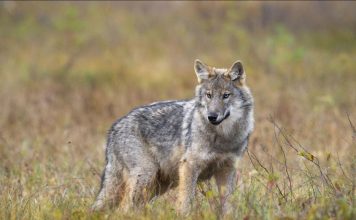 La Finlande Va Réautoriser la Chasse au Loup en 2026 La Finlande Va Réautoriser la Chasse au Loup en 2026