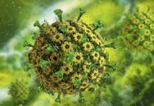 Le Virus de L’herpès a Intégré Notre Génome il y a 2500 Ans Le Virus de L'herpès a Intégré Notre Génome il y a 2500 Ans