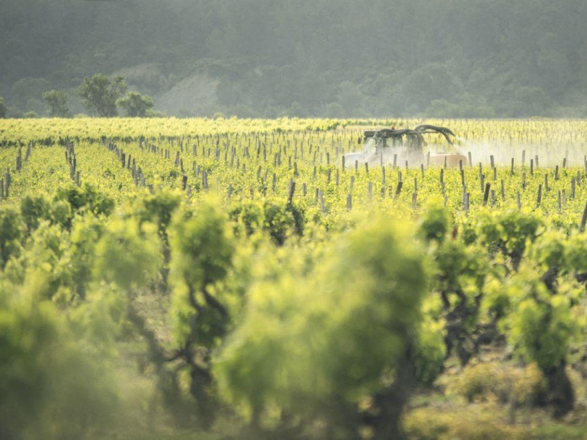 Explosion Des Cancers Du Pancréas Liée Aux Pesticides Explosion Des Cancers Du Pancréas Liée Aux Pesticides