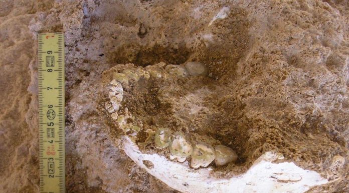 Découverte d’un Ancêtre Commun d’Homo Sapiens et Neandertal Découverte d'un Ancêtre Commun d'Homo Sapiens et Neandertal