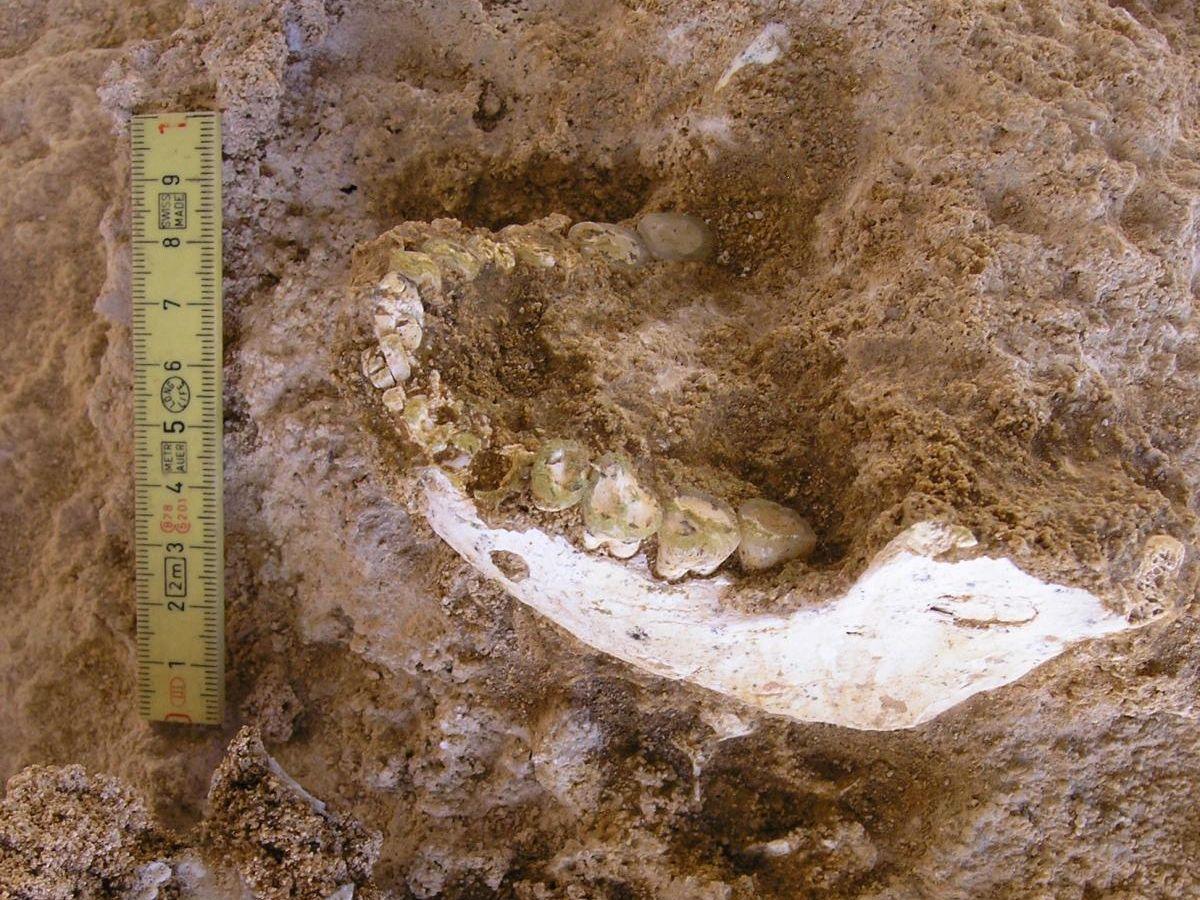 Découverte d'un Ancêtre Commun d'Homo Sapiens et Neandertal Découverte d'un Ancêtre Commun d'Homo Sapiens et Neandertal