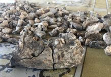 Découverte Révolutionnaire Sur Les Paranthropes Disparus Découverte Révolutionnaire Sur Les Paranthropes Disparus