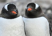 Manchots d’Antarctique Avancent Reproduction à Vitesse Record Manchots d'Antarctique Avancent Reproduction à Vitesse Record