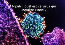 Virus Nipah et Céréulide: Actu Scientifique Brève Virus Nipah et Céréulide: Actu Scientifique Brève
