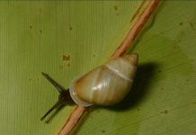 Escargots des Îles Menacés d’Extinction Ignorés Escargots des Îles Menacés d'Extinction Ignorés