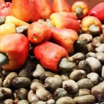 Règles de la Campagne 2025-2026 des Noix de Cajou Règles de la Campagne 2025-2026 des Noix de Cajou