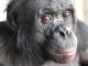 Un Bonobo Prouve L’Imagination Partagée Avec L’Homme Un Bonobo Prouve L'Imagination Partagée Avec L'Homme