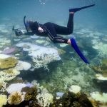 Blanchiment des récifs coralliens en moins de dix ans Blanchiment des récifs coralliens en moins de dix ans