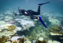 Blanchiment des récifs coralliens en moins de dix ans Blanchiment des récifs coralliens en moins de dix ans