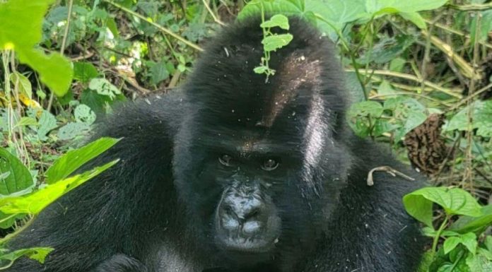 Bonnes Nouvelles Scientifiques de Janvier 2026 Bonnes Nouvelles Scientifiques de Janvier 2026