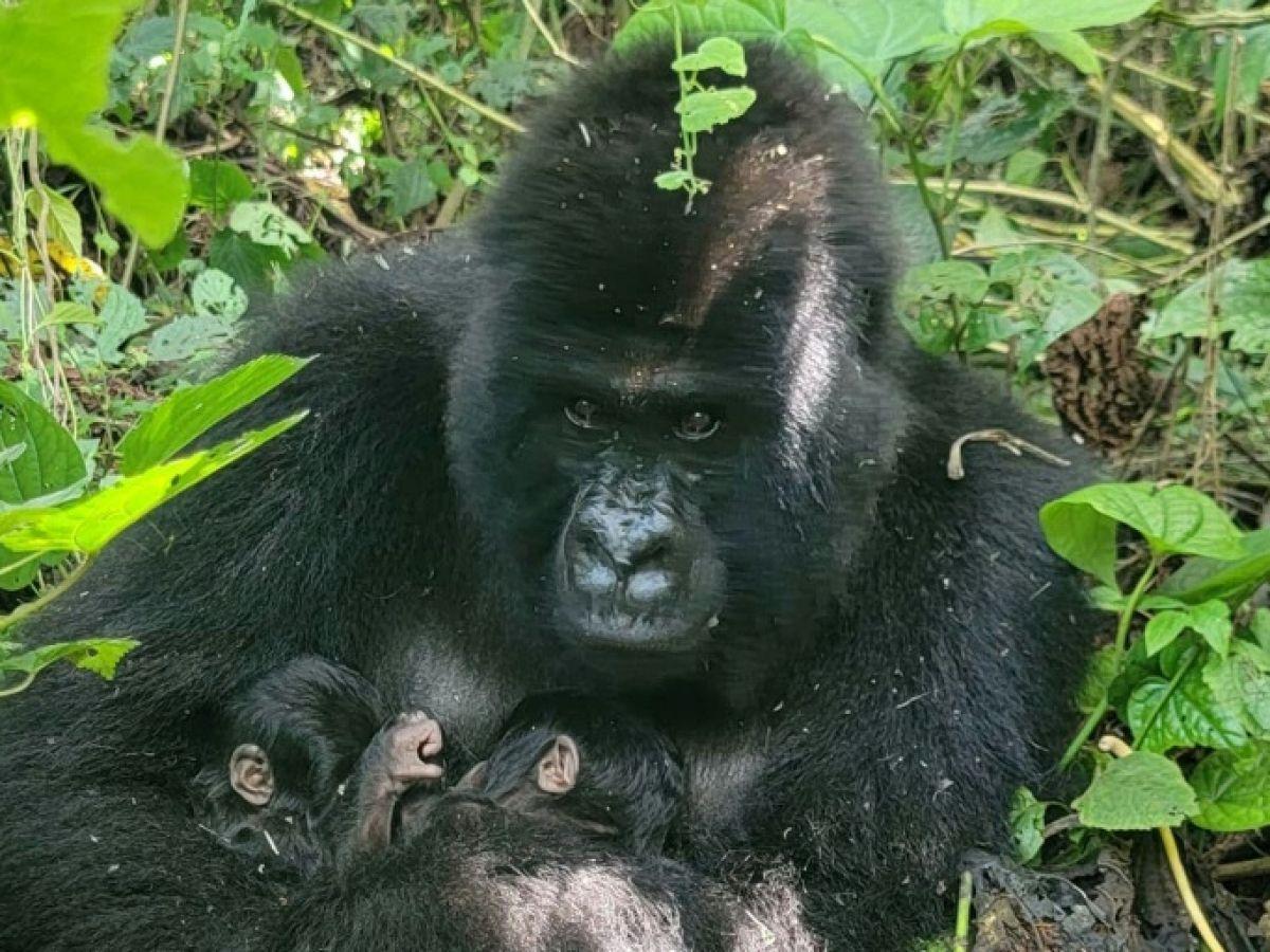 Bonnes Nouvelles Scientifiques de Janvier 2026 Bonnes Nouvelles Scientifiques de Janvier 2026