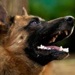 Décès D’Un Cultivateur à Toffo Mordu par Son Propre Chien Décès D’Un Cultivateur à Toffo Mordu par Son Propre Chien