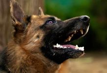 Décès D’Un Cultivateur à Toffo Mordu par Son Propre Chien Décès D’Un Cultivateur à Toffo Mordu par Son Propre Chien