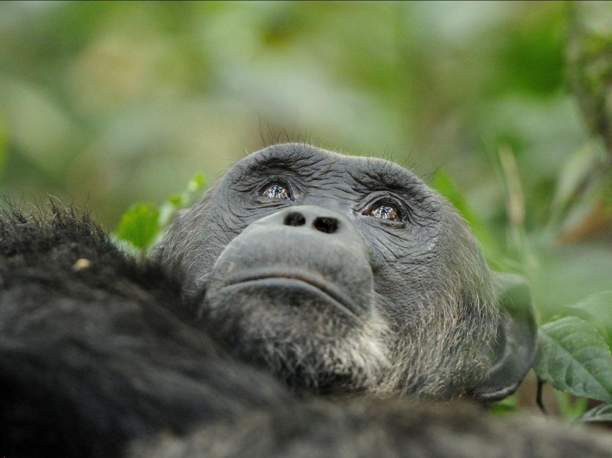 Consommation D'Alcool Chez Les Chimpanzés Confirmée Consommation D'Alcool Chez Les Chimpanzés Confirmée