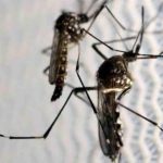 Paludisme Le Rôle de la Future Agence Clarifié Paludisme Le Rôle de la Future Agence Clarifié