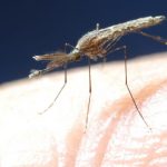 Moustiques Asiatiques et Sang Humain Depuis 2 Millions d’Années Moustiques Asiatiques et Sang Humain Depuis 2 Millions d'Années