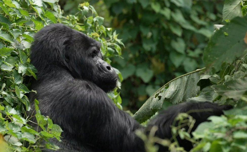 How mountain gorillas were saved - Botswana