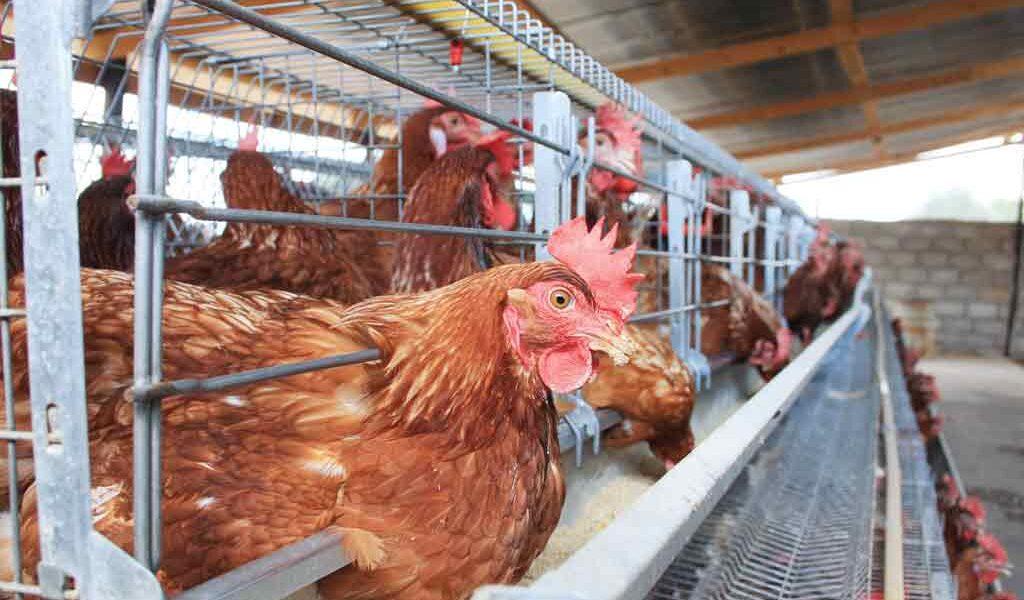 P7M Chicken Abattoir Condemned P7M Chicken Abattoir Condemned