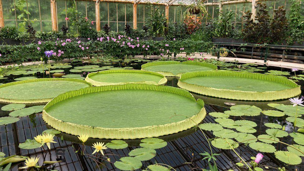 Scientists discover new giant water lily species Scientists discover new giant water lily species
