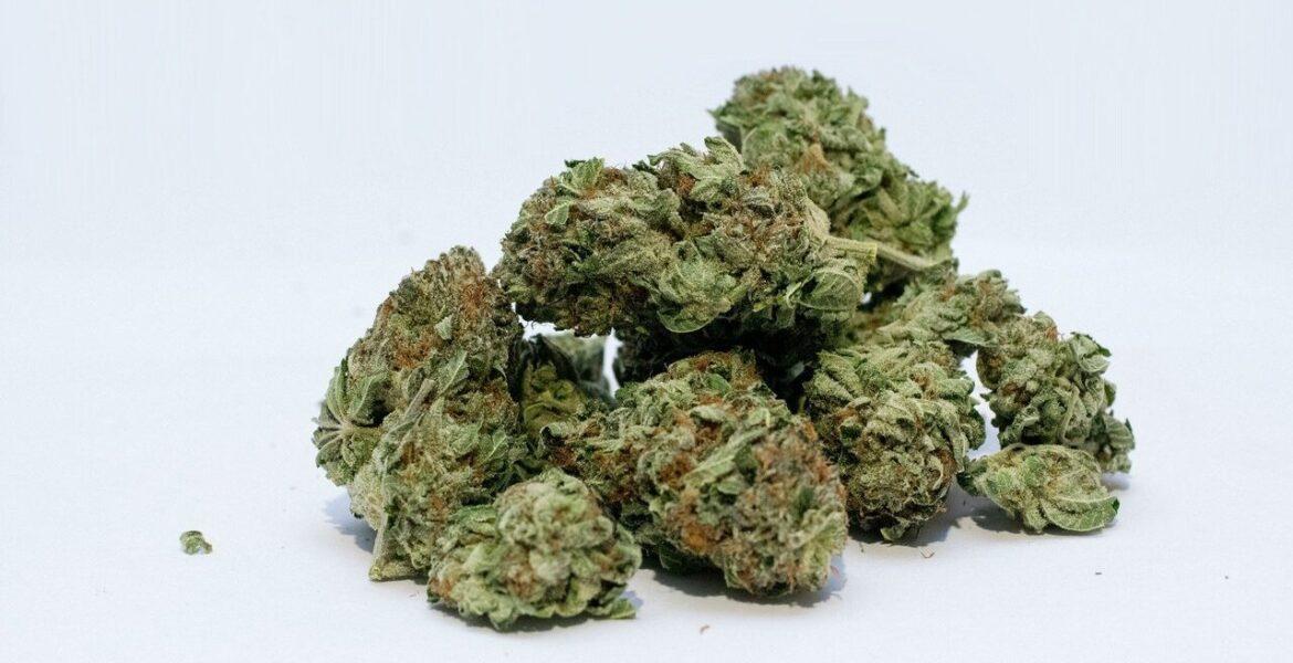 Legalising Cannabis accelerates Daily Use – UN Report Legalising Cannabis accelerates Daily Use – UN Report