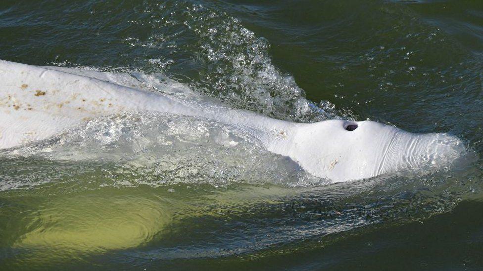France whale: Hopes fading for lost mammal stuck in River Seine France whale: Hopes fading for lost mammal stuck in River Seine