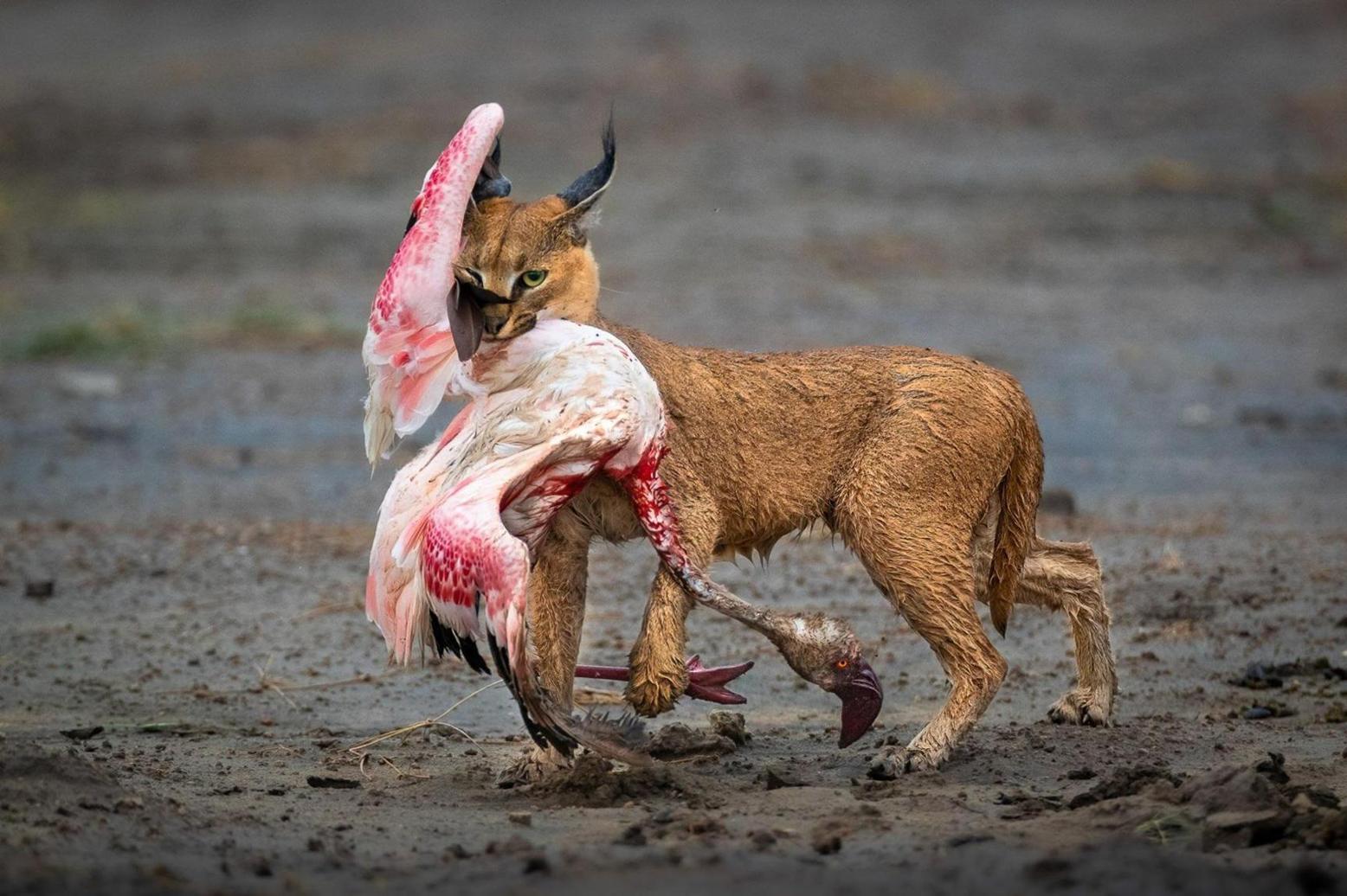 Picture of wild cat hunting flamingo wins award Picture of wild cat hunting flamingo wins award