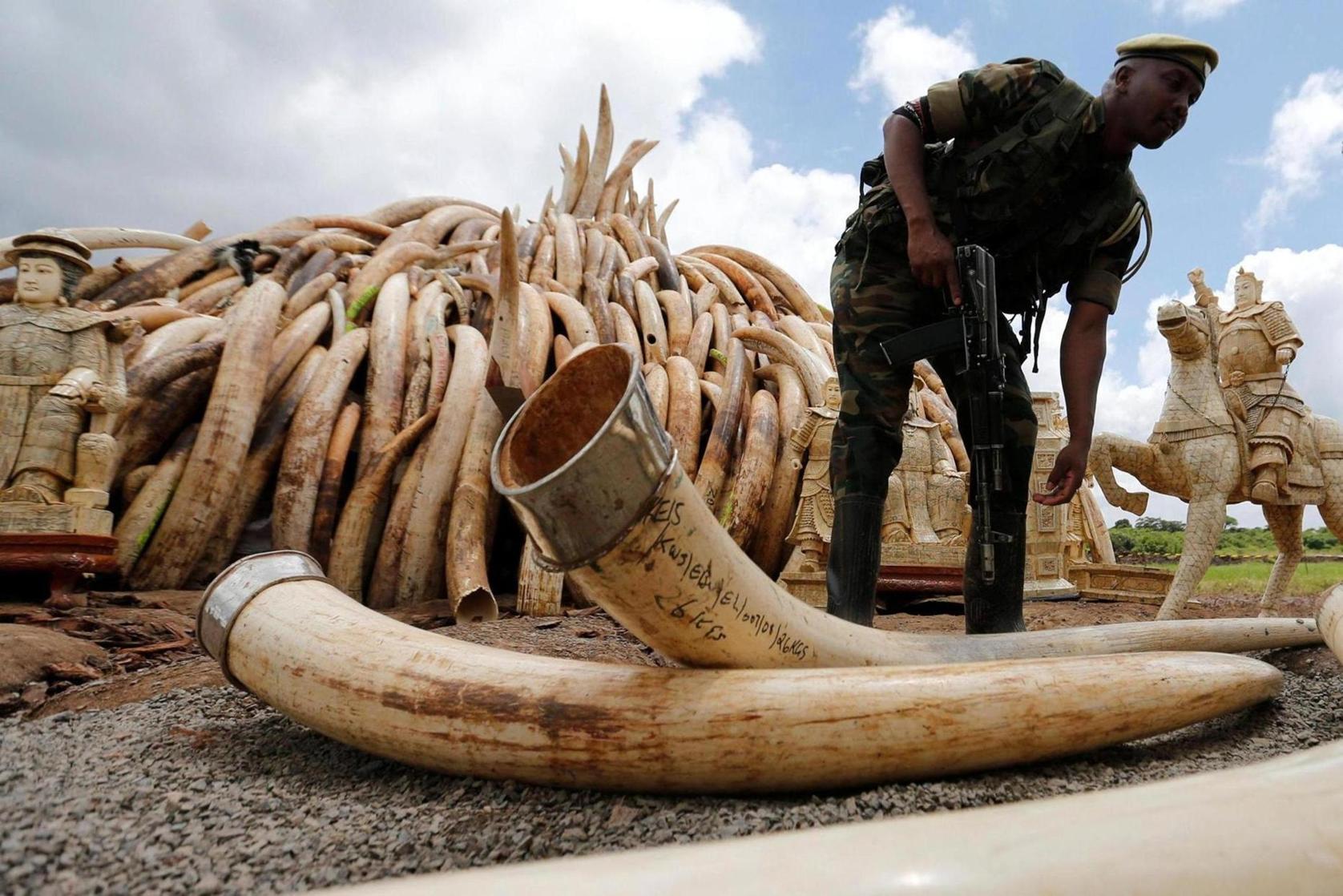 Botswana faces fierce resistance from West Africa over ivory sale proposal Botswana faces fierce resistance from West Africa over ivory sale proposal
