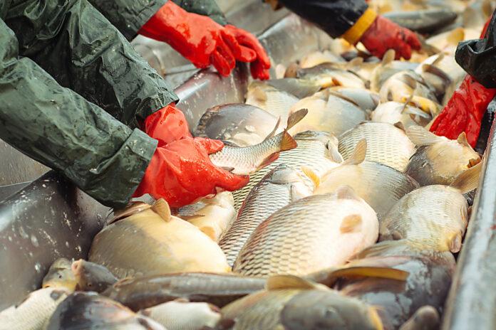 Fish farmers grapple with sustainability challenge