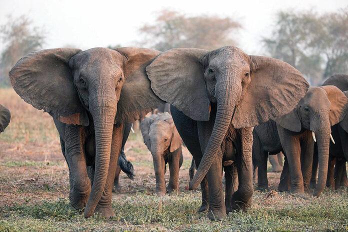 Botswana to conduct own elephant survey