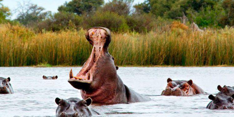 Climate crisis threatens Okavango delta, tourism