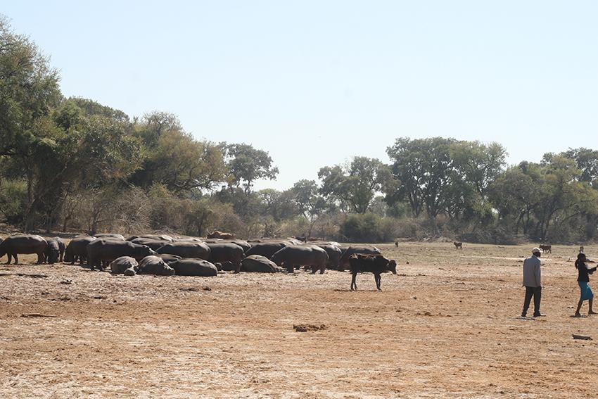 NXAICHAI POOL CAN SUSTAIN HIPPOS - KGOSI NXAICHAI POOL CAN SUSTAIN HIPPOS - KGOSI