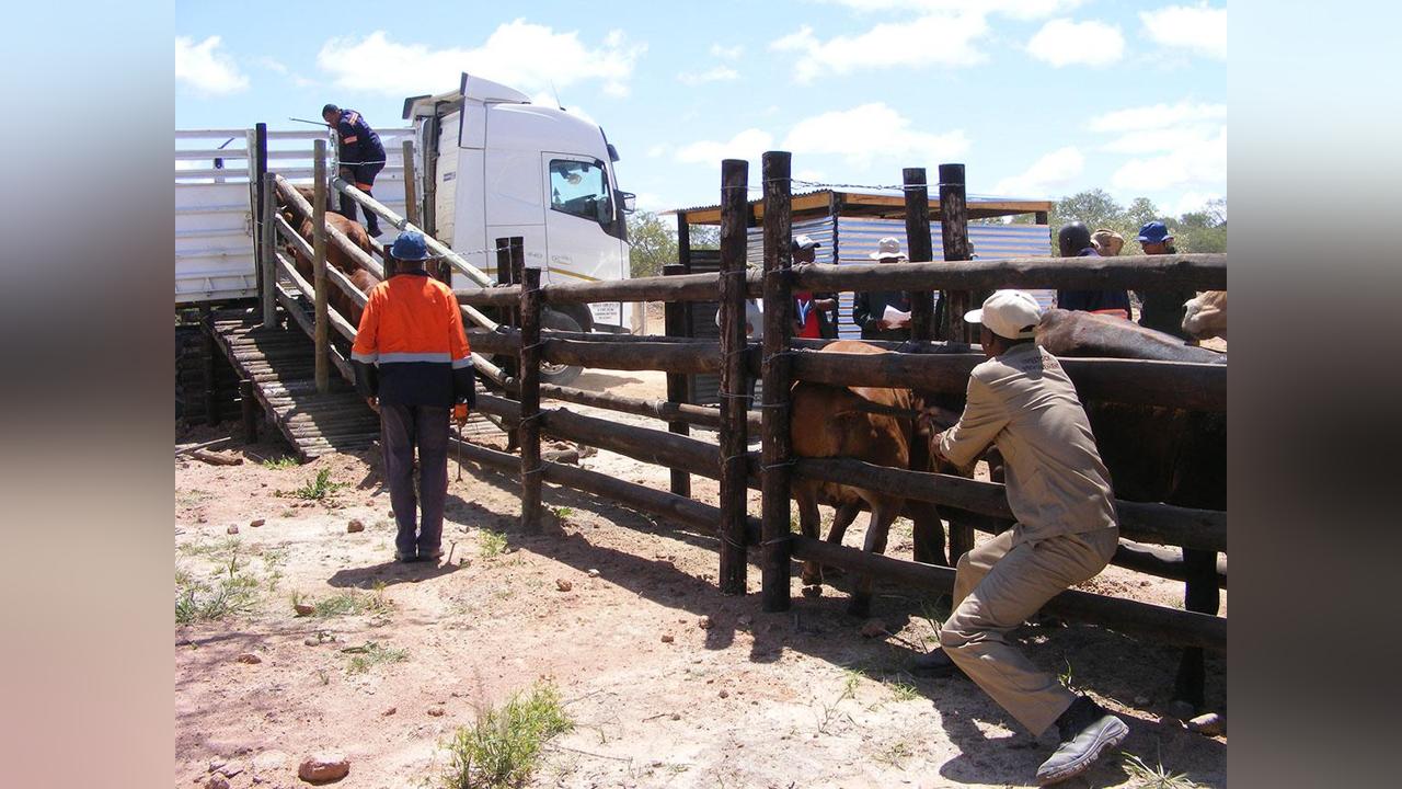 First Zone 6b cattle consignment off to Maun First Zone 6b cattle consignment off to Maun