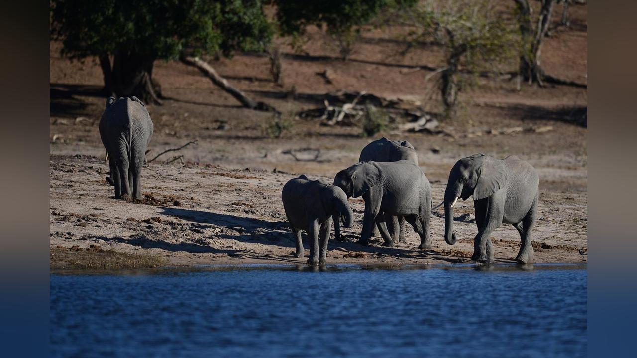 Oxford Professor defends KAZA Oxford Professor defends KAZA
