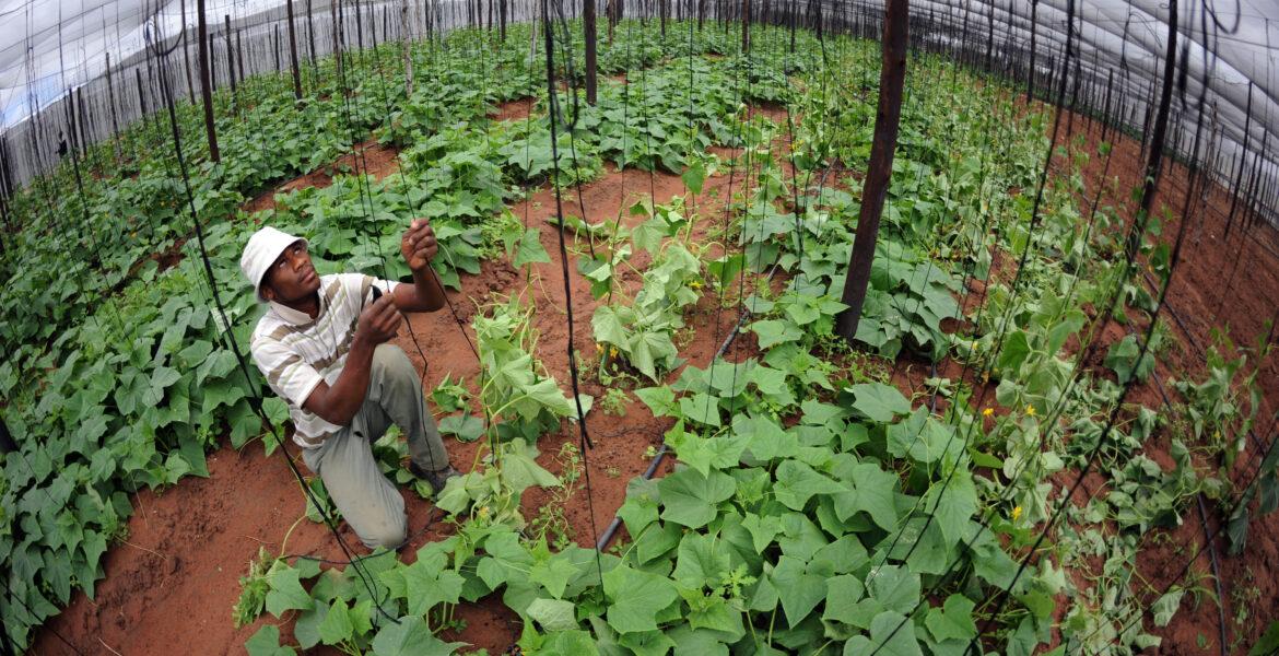 COUNCILLORS WANT BONT TICK DECLARED OUTBREAK COUNCILLORS WANT BONT TICK DECLARED OUTBREAK