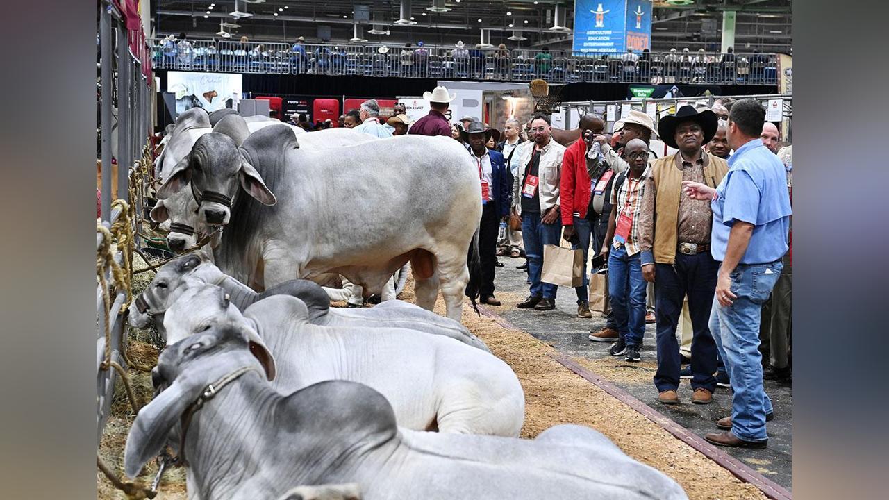 Arrival of superior breeds to make Botswana big player in quality animal genetics live cattle breeding Arrival of superior breeds to make Botswana big player in quality animal genetics live cattle breeding