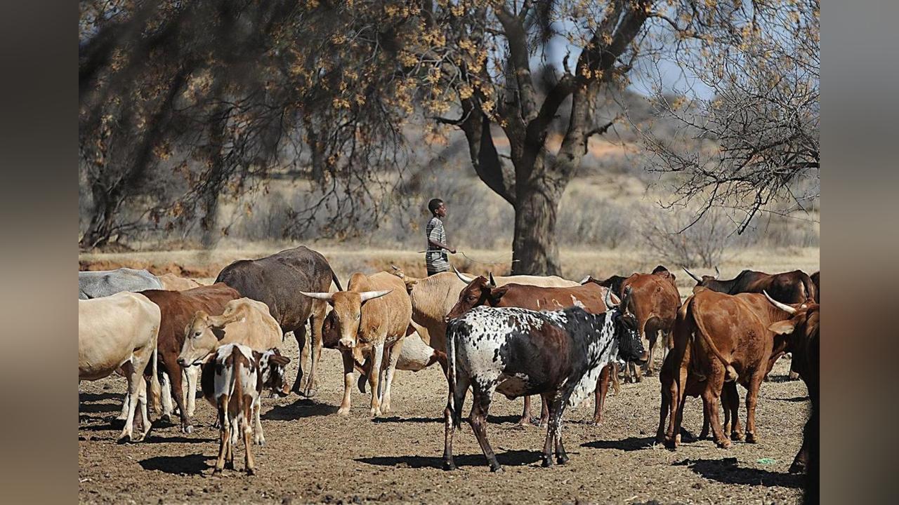 Farmers embrace revised feeds subsidy Botswana
