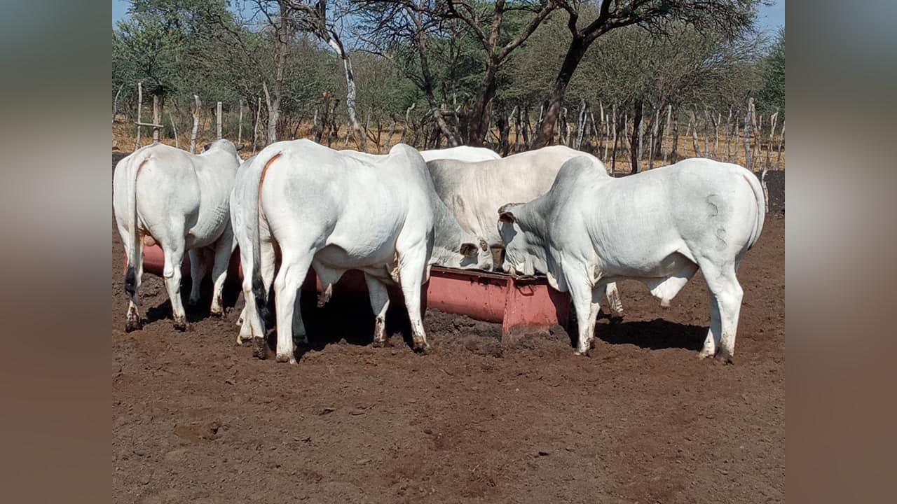 ACRES OF BANYANA FARMS CHARRED - Botswana