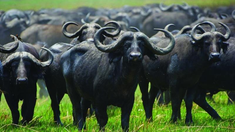 Gov’t kills 120 invading buffaloes Gov’t kills 120 invading buffaloes