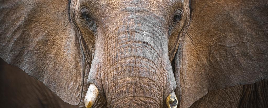 Mystery Behind Dozens of African Elephant Deaths Finally Explained Mystery Behind Dozens of African Elephant Deaths Finally Explained