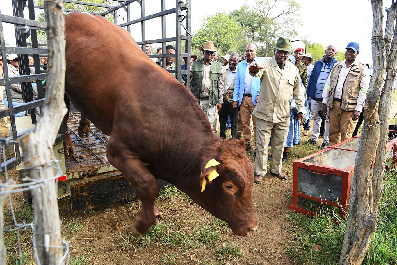 FMD OUTBREAKS THREATENS BEEF INDUSTRY