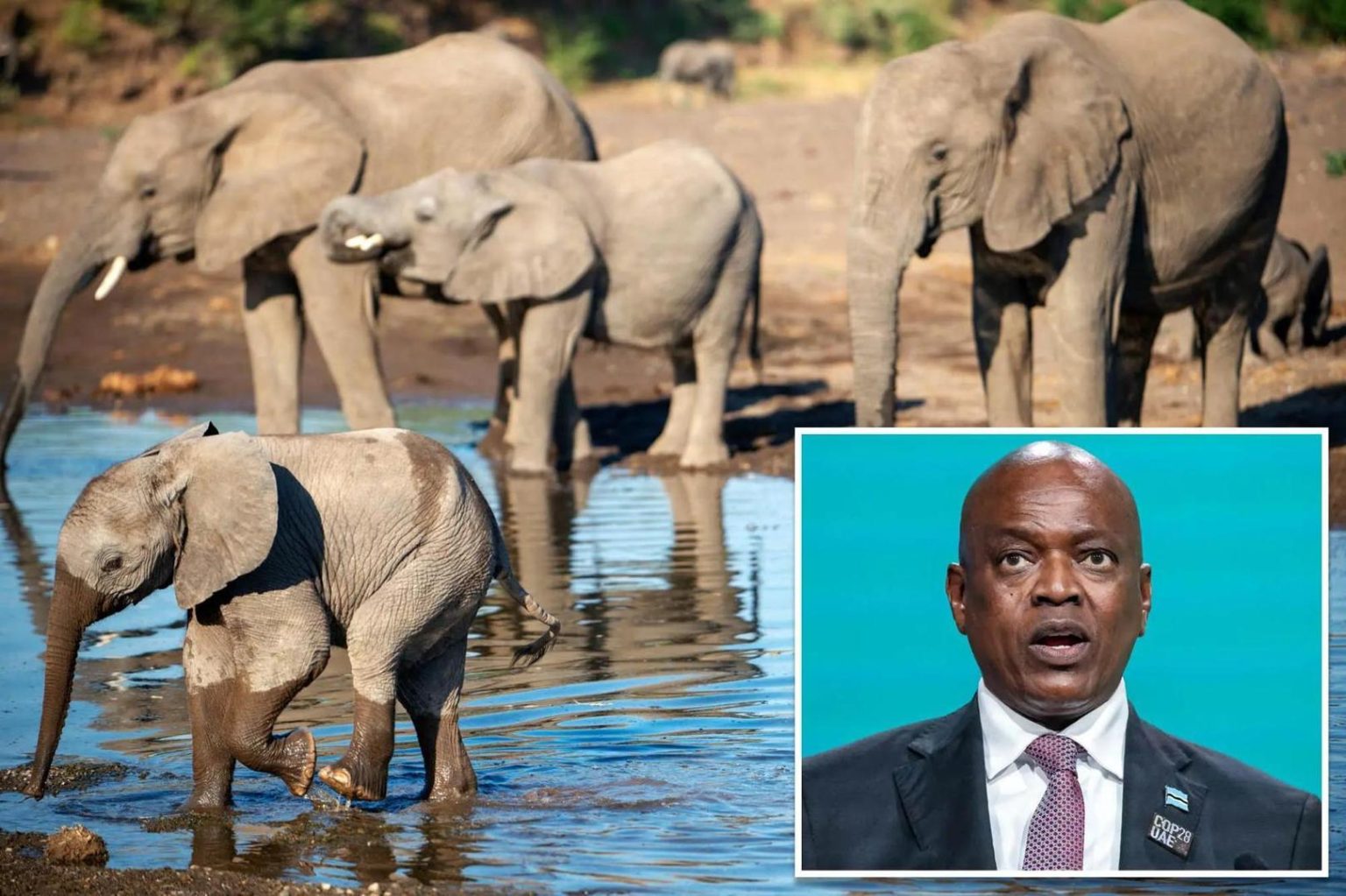 Botswana Threatens Germany with Elephants - Botswana