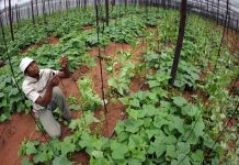 Kelebonye Thrives in Ginger Farming Kelebonye Thrives in Ginger Farming