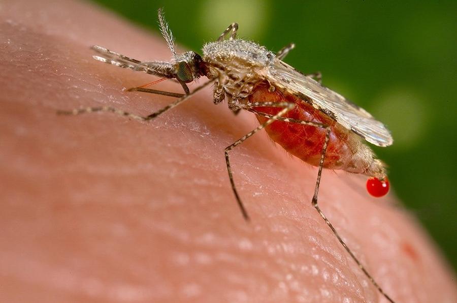 Targeting Malaria'S Secret Defense System Targeting Malaria'S Secret Defense System
