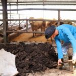 Producing Organic Fertilizers from Botswana’S Cattle Manure Producing Organic Fertilizers from Botswana’S Cattle Manure