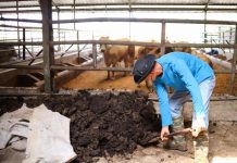 Producing Organic Fertilizers from Botswana’S Cattle Manure Producing Organic Fertilizers from Botswana’S Cattle Manure