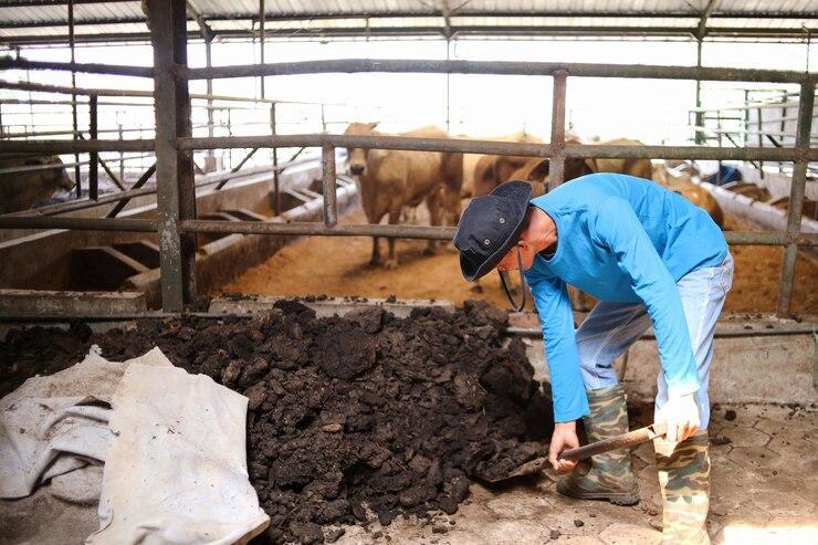 Producing Organic Fertilizers from Botswana’S Cattle Manure Producing Organic Fertilizers from Botswana’S Cattle Manure