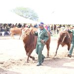 Close or Privatise BMC, Air Botswana-Economists Close or Privatise BMC, Air Botswana-Economists